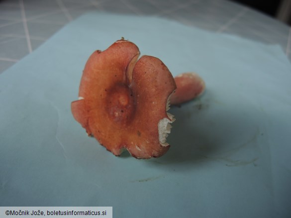 Russula gracillima