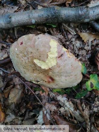 Rubroboletus rhodoxanthus