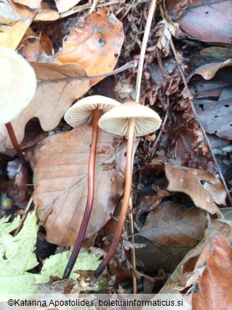 Marasmius cohaerens