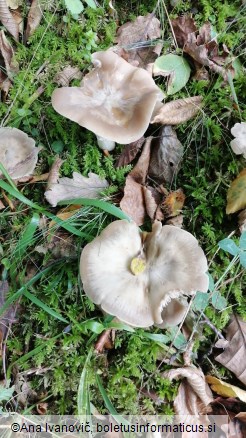 Entoloma rhodopolium