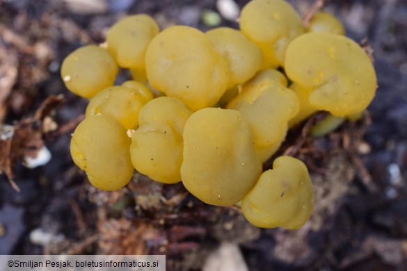 Leotia lubrica