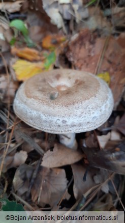 Lactarius quieticolor