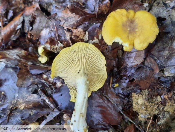 Cantharellus amethysteus
