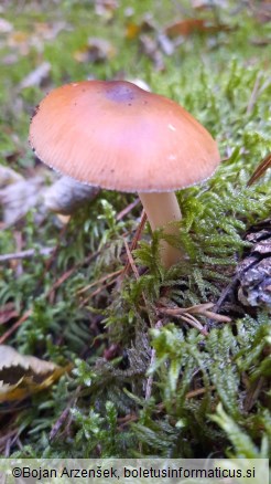 Amanita fulva