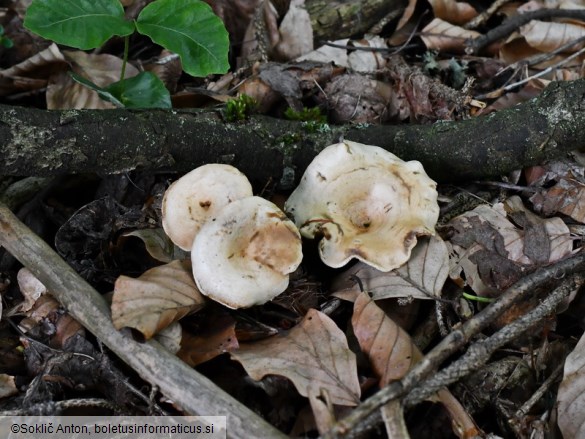 Ripartites tricholoma