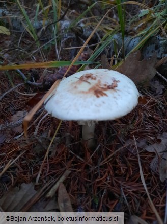 Amanita citrina