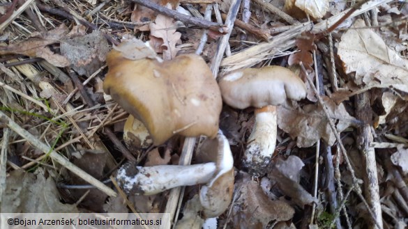 Cortinarius infractus