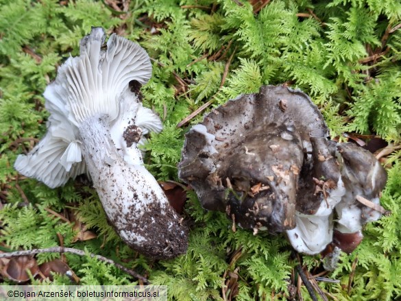 Hygrophorus marzuolus