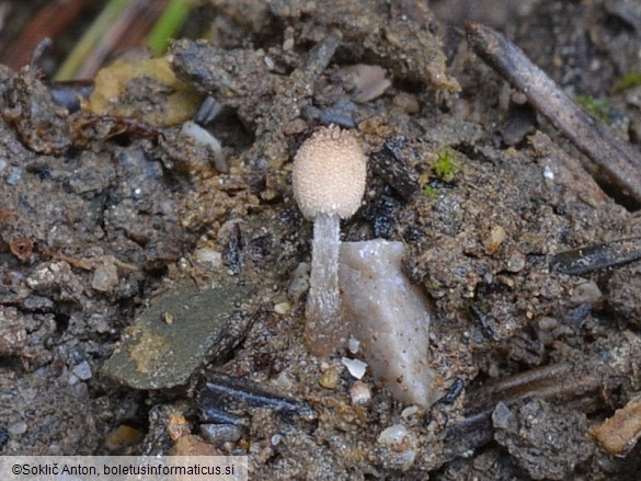 Narcissea cardiaspora