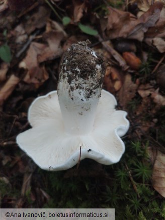Tricholoma columbetta