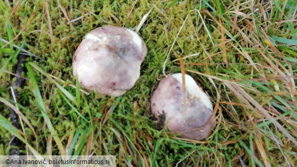 Russula cyanoxantha