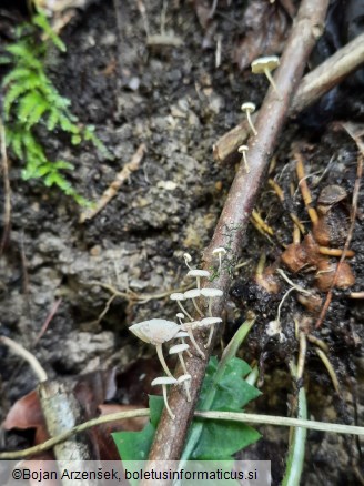 Collybiopsis ramealis
