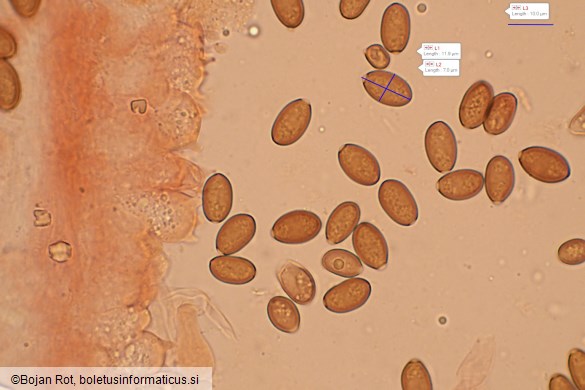 Conocybe tenera