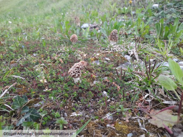 Morchella esculenta