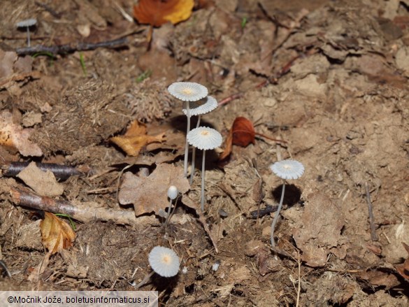 Coprinellus curtus