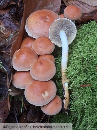 Hypholoma lateritium