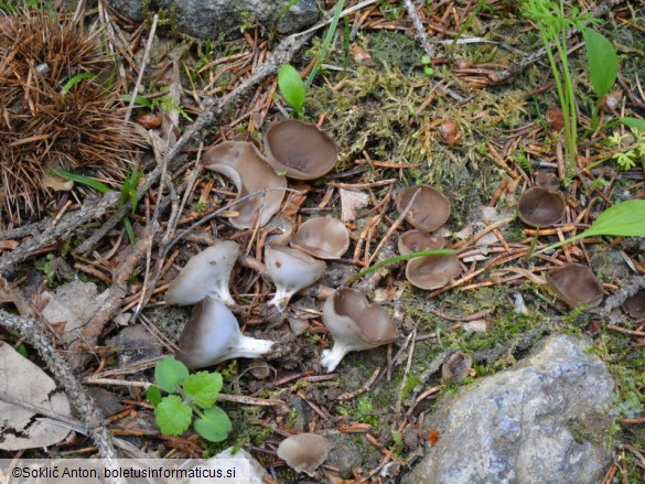 Helvella confusa