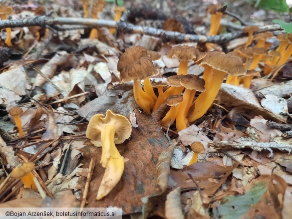 Craterellus lutescens