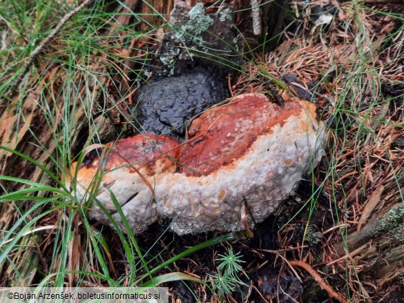 Fomitopsis pinicola