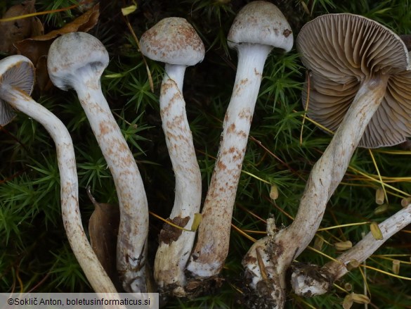 Cortinarius spilomeus