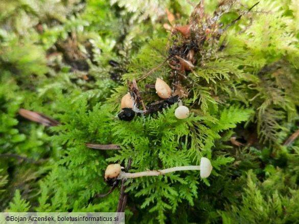 Collybia cookei