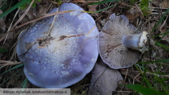 Cortinarius cumatilis