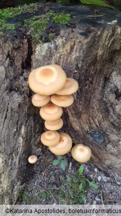 Kuehneromyces mutabilis