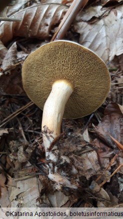 Suillus bovinus