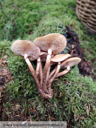 Kuehneromyces mutabilis
