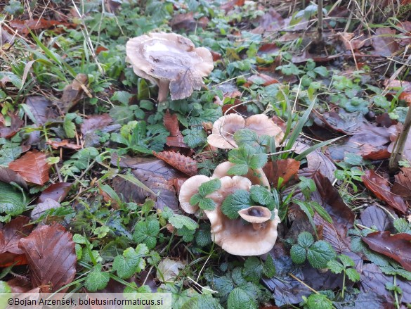 Clitocybe nebularis