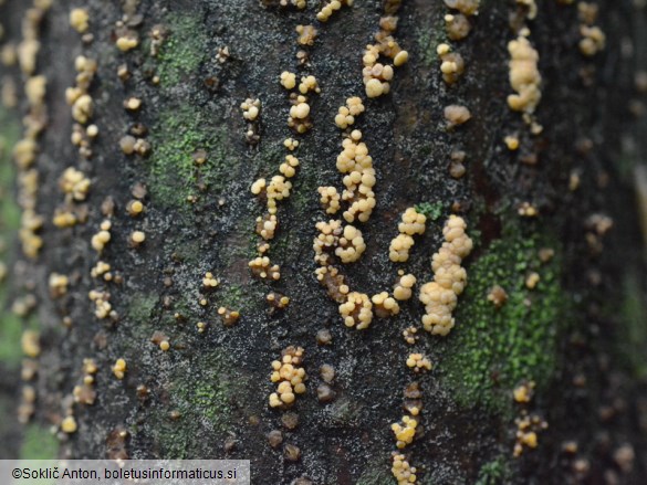 Pezicula carpinea