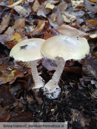 Amanita phalloides