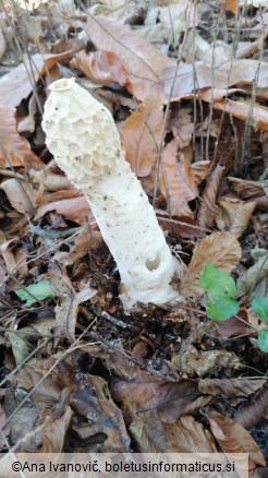 Phallus impudicus