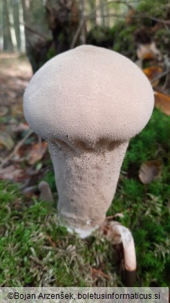 Lycoperdon excipuliforme