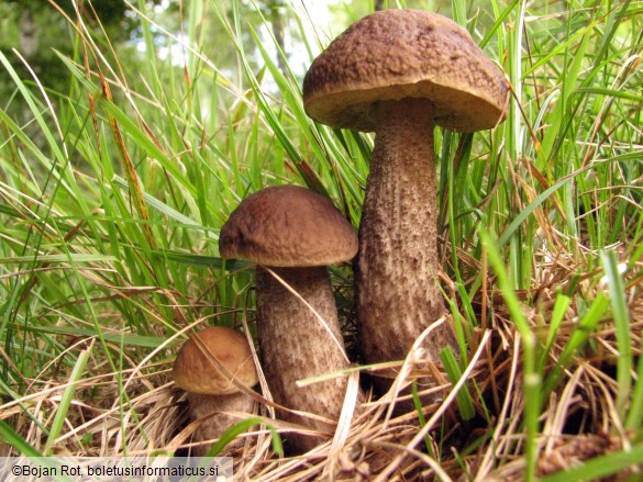 Leccinum scabrum