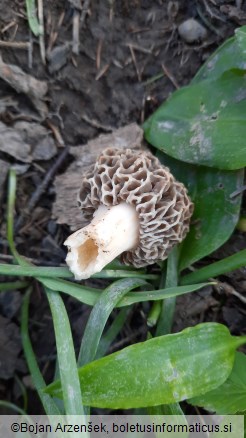 Morchella esculenta