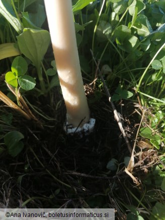 Volvopluteus gloiocephalus