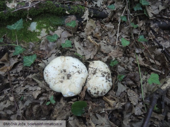 Russula delica