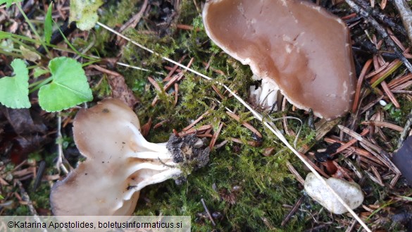 Helvella acetabulum