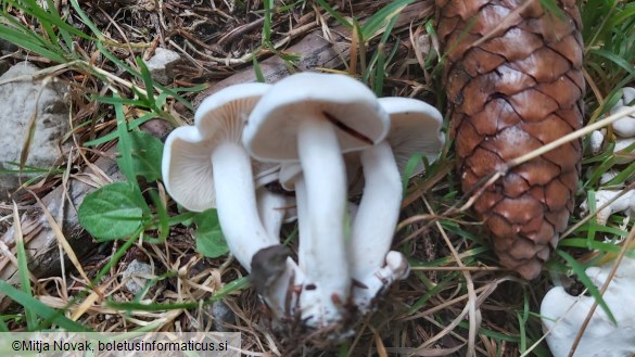 Leucocybe connata