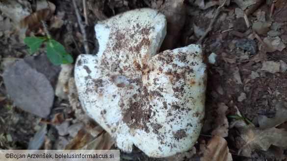 Russula delica