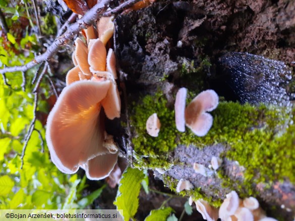 Lentinus strigosus