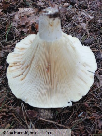 Lactifluus vellereus