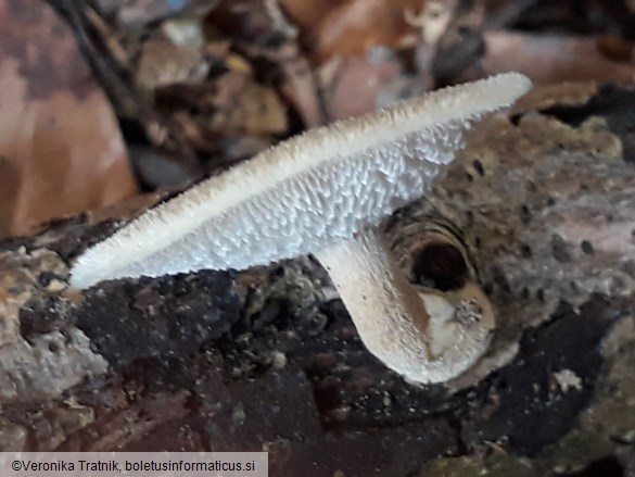 Polyporus arcularius