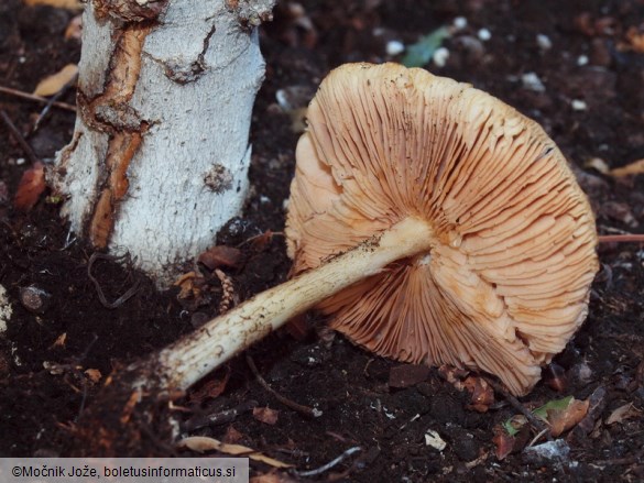 Pluteus pouzarianus