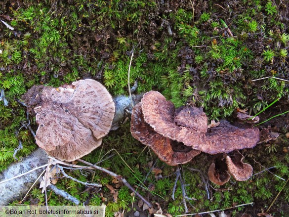 Thelephora terrestris