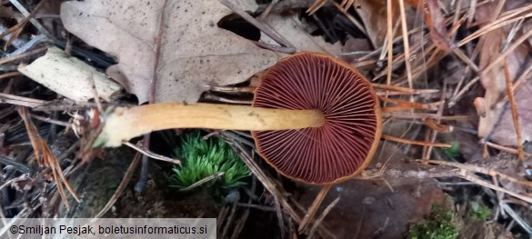 Cortinarius semisanguineus