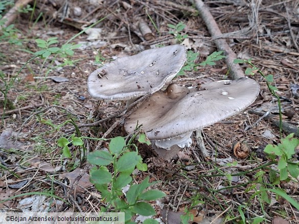 Amanita excelsa