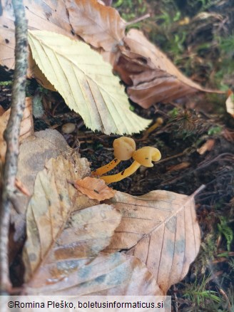 Leotia lubrica