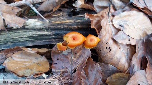 Hygrocybe miniata